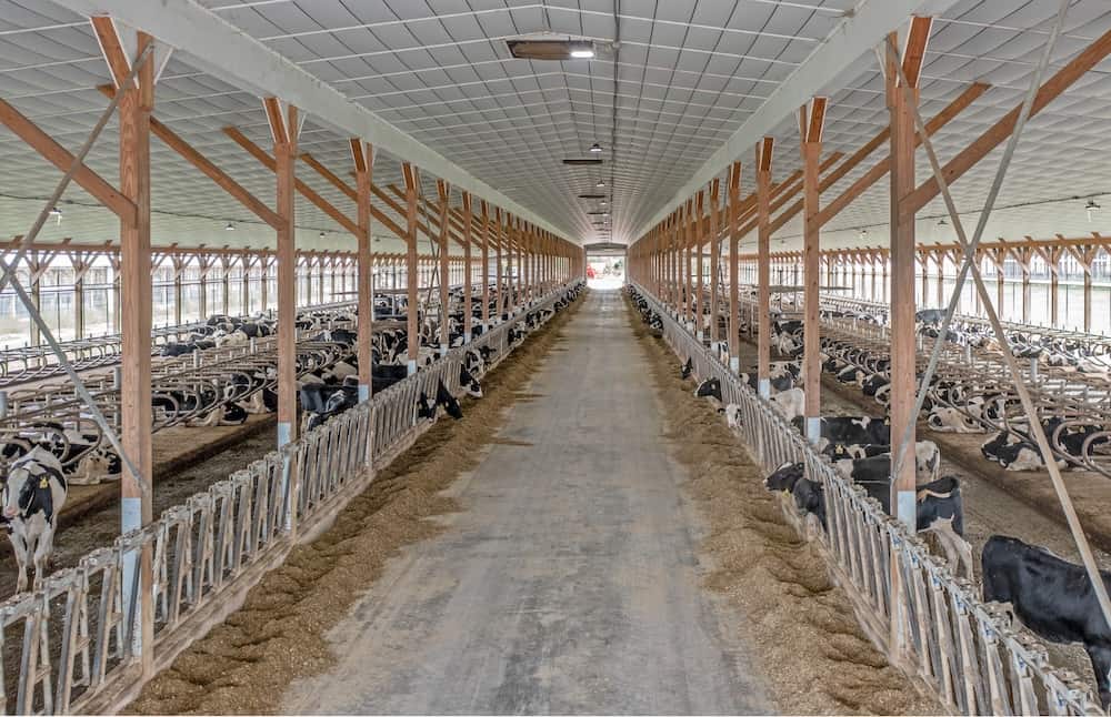 2025-10-dairy-00010