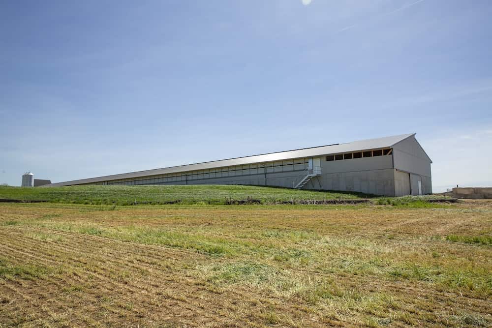 2025-10-poultry-00004