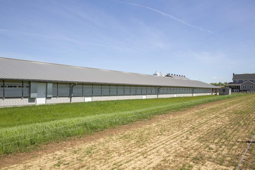 2025-10-poultry-00005